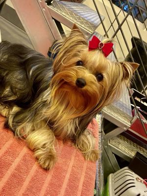 Dog Photo