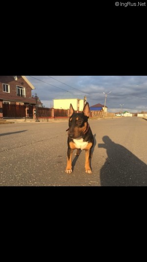 Dog Photo