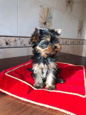 Dog Photo