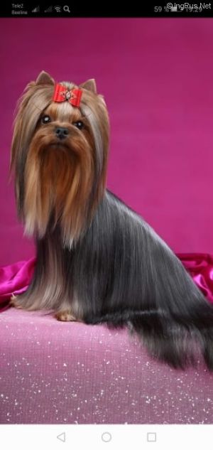 Dog Photo