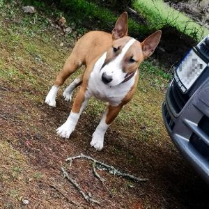 Dog Photo