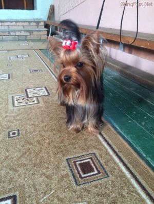 Dog Photo