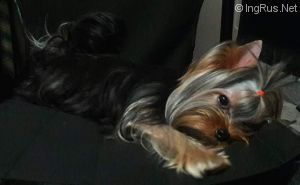Dog Photo