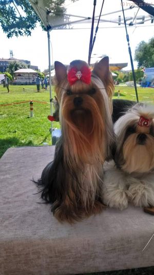 Dog Photo