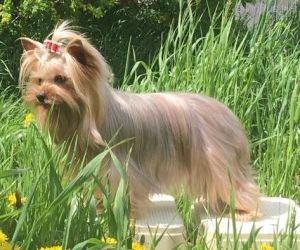 Dog Photo