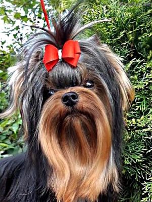 Dog Photo