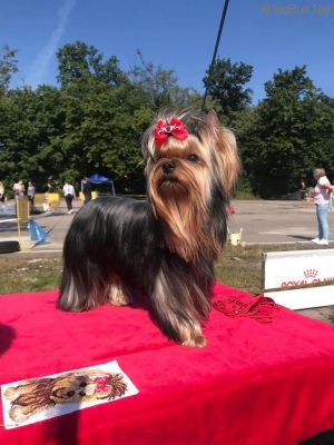 Dog Photo