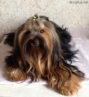 Dog Photo