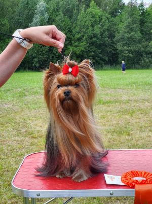 Dog Photo