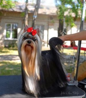 Dog Photo