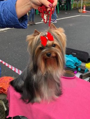Dog Photo