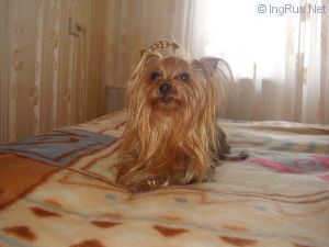 Dog Photo