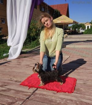 Dog Photo