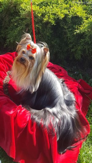 Dog Photo