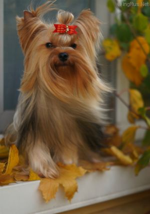 Dog Photo