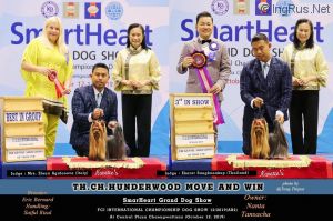 Dog Photo