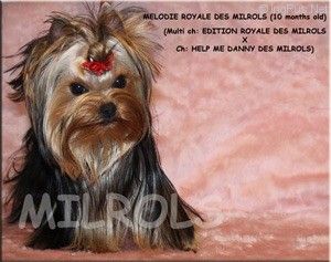 Dog Photo