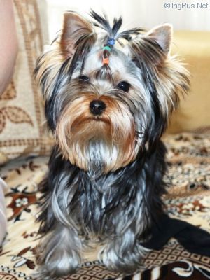 Dog Photo