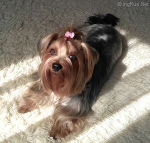 Dog Photo