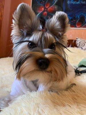 Dog Photo