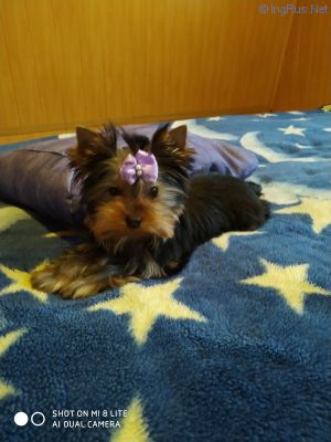 Dog Photo