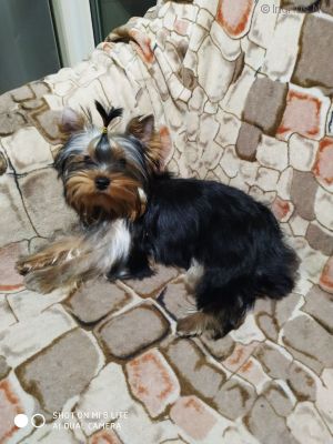 Dog Photo