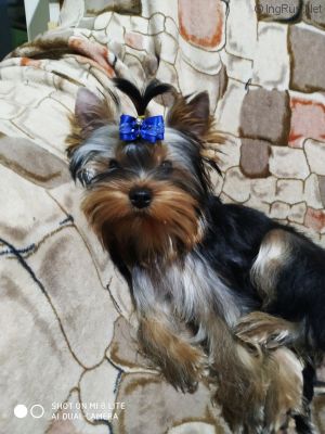 Dog Photo