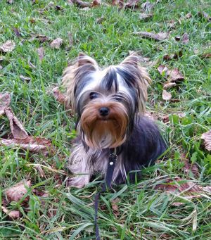 Dog Photo