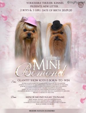 MINI BOMOND WE