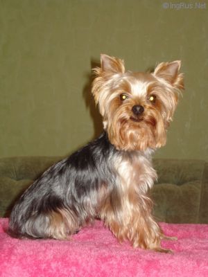 Dog Photo