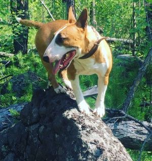 Dog Photo