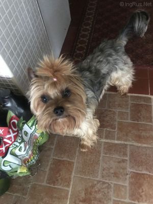 Dog Photo