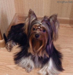 Dog Photo