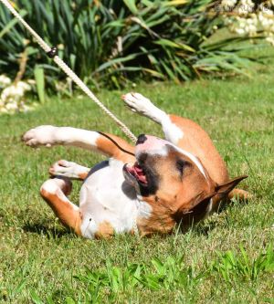 Dog Photo