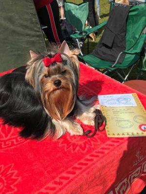 Dog Photo