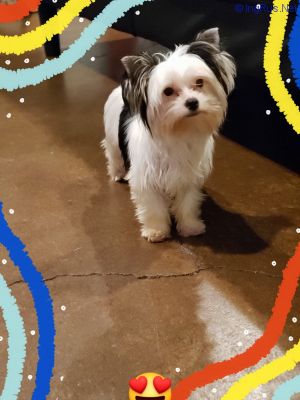 Dog Photo