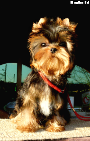 Dog Photo