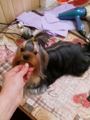 Dog Photo