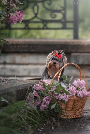 Dog Photo