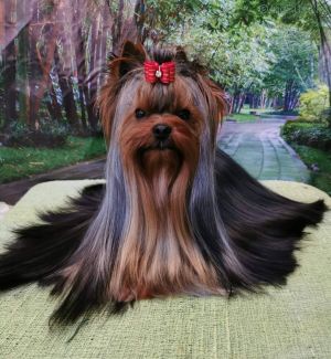 Dog Photo