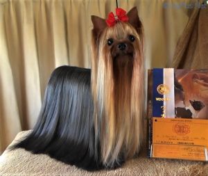Dog Photo