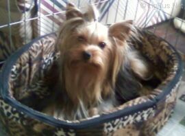 Dog Photo
