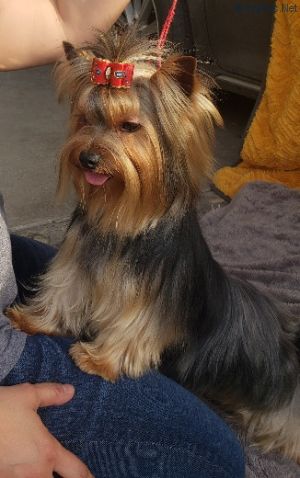 Dog Photo