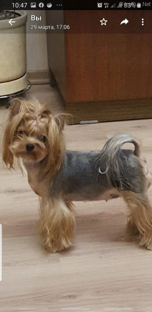 Dog Photo