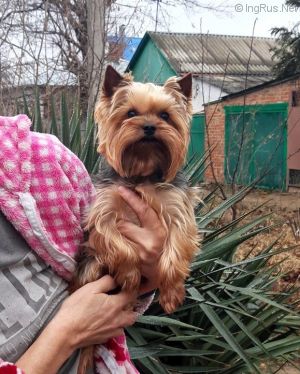 Dog Photo