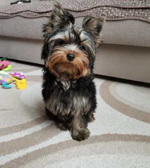 Dog Photo