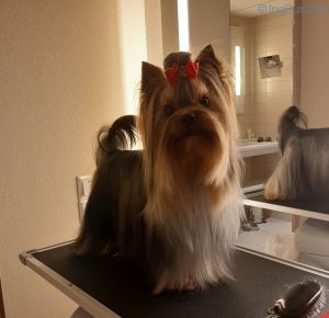 Dog Photo