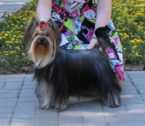 Dog Photo