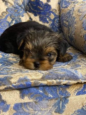 Dog Photo