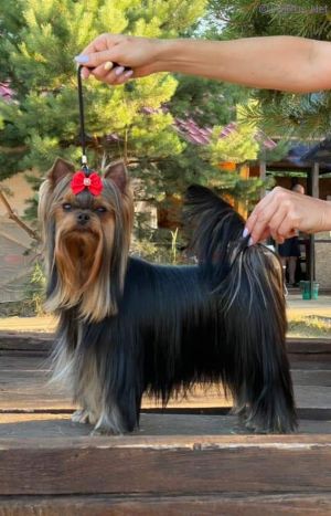 Dog Photo